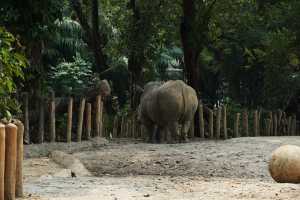 WHITE-RHINOCEROS (6)